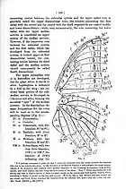 Wing venation Charaxes