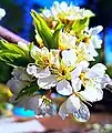 Cherry blossoms. Eastern Siberia