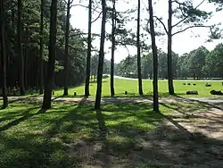 Pine forests along Route 108