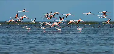 Greater flamingos (Phoenicopterus ruber)