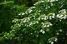 Viburnum macrocephalum f. keteleeri