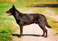 Chocolate Kelpie