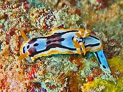 Chromodoris michaeli