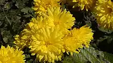 Chrysanthemum flowers