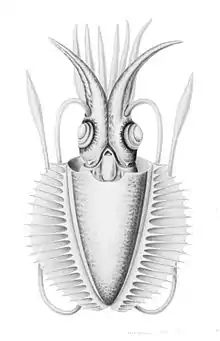 The highly distinctive ribbed fins of Chtenopteryx sicula