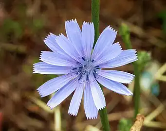 Flower close-up