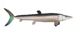 Restoration of Cimolichthys nepaholica.