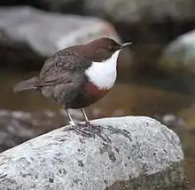 Dipper