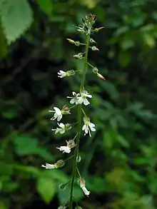 Enchanter's nightshade