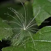 Pappus of Cirsium arvense