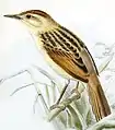 Cisticola marginatus illustrated by Keulemans