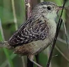 Sedge wren