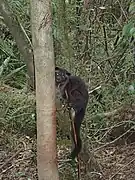 A trapped civet in the Zambales Mountains