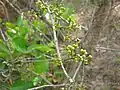 Fruit in Panchkhal Valley, Nepal