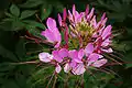 Pink inflorescence