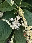 Raceme inflorescences with many small white flowers on light green stems and dark green leaves in the background