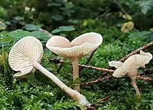 Clitocybe fragrans