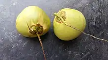 Two coconuts on vines