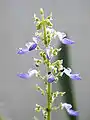 Coleus (false spike)