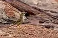 Common Babbler on the rocks