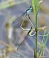 Common bluetails mating