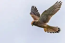 Common kestrel