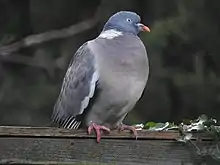 A large common wood pigeon standing on a garden fence