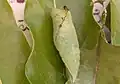 Pupa