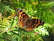 Compton tortoiseshell, Nymphalis vaualbum