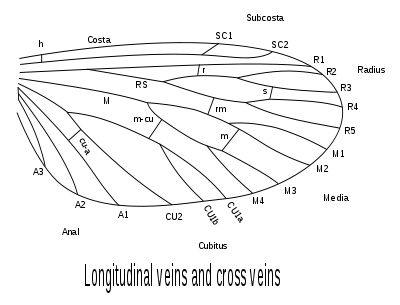 Insect wing venation, showing the names after the Comstock–Needham system