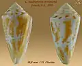 Conus anabathrum tranthami Petuch, E.J., 1995