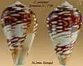 Conus mercator Linnaeus, C., 1758