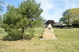 Coolah, NSW - Pinus halepensis