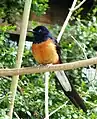 Male at Durrell Wildlife Park, Jersey