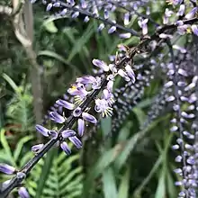 Narrow-leaved palm lily (Cordyline stricta) also known as the Slender Palm Lily