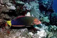 Yellowtail wrasse, Coris gaimard, Hawaii