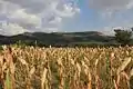 Corn field in the south of the village.