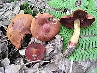 Cortinarius phoeniceus