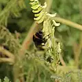 Corydalis chelidoniifolia