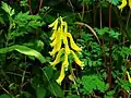 Corydalis ochotensis