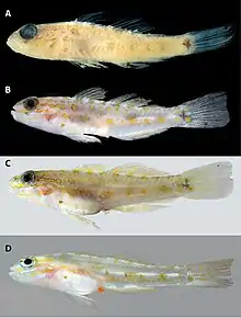 Photos of Coryphopterus curasub