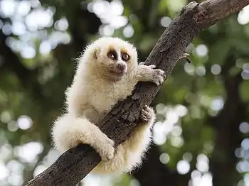 Light brown loris