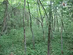 Part of the Cowan Creek Circular Enclosure at Cowan Lake State Park