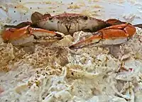 Close-up of crab dip, with a crab atop