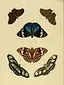 Male from Papillons exotiques des trois parties du monde by Pieter Cramer and Caspar Stoll