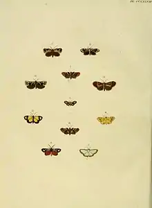 Chrysauge is a genus of snout moths. It was described by Jacob Hübner in 1823.