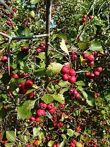 Fruiting Crataegus chrysocarpa var. chrysocarpa collected in Laval, Canada.