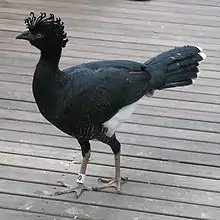 Female at Philadelphia Zoo, USA