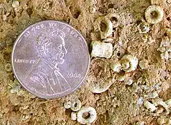 Small beads shown in comparison to a penny