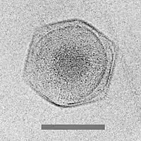 CryoEM image of the CroV giant marine virus(scale bar represents 200 nm)